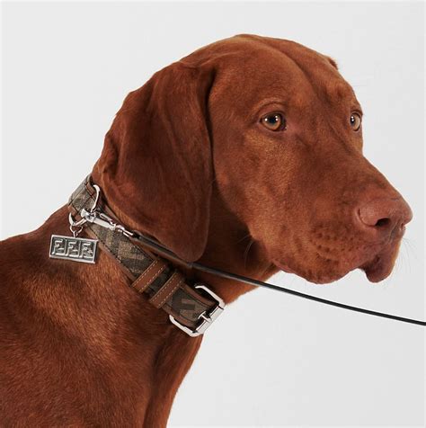 14 Luxury Dog Collars By High.